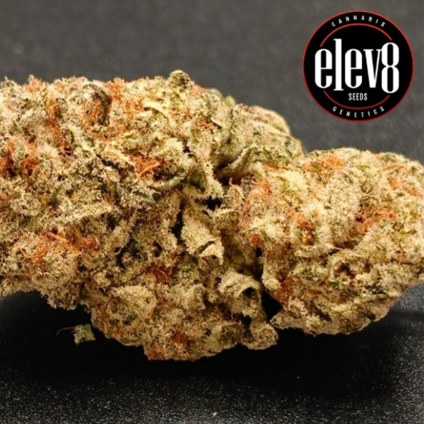 Gorilla Apple